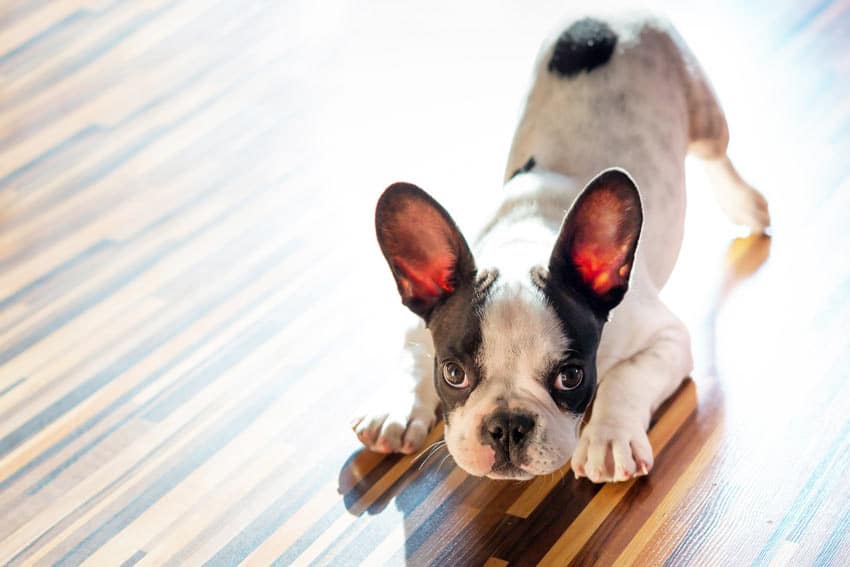 puppy play french bulldog